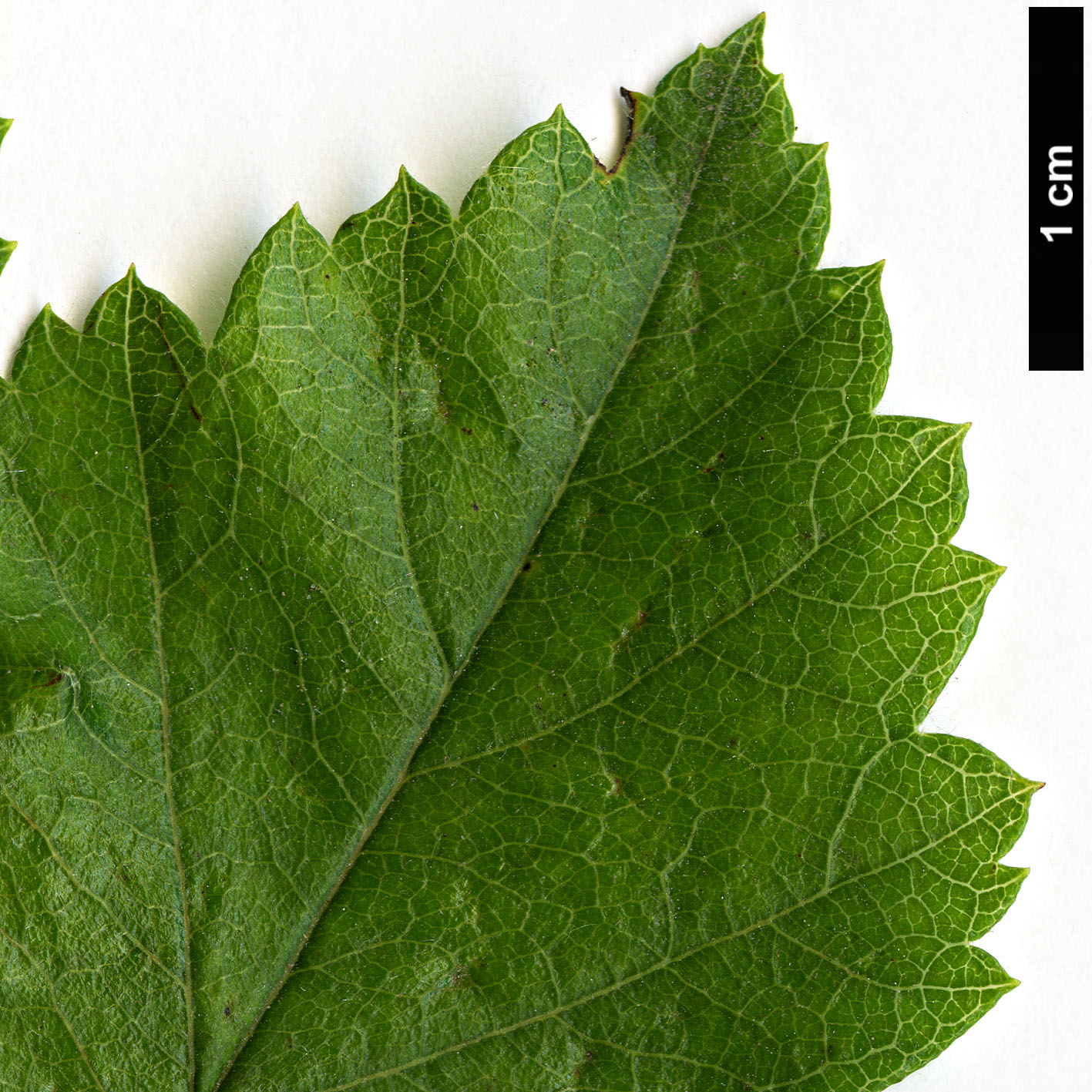 High resolution image: Family: Rosaceae - Genus: Crataegus - Taxon: mollis - SpeciesSub: var. viburnifolia High resolution image: Family: Rosaceae - Genus: Crataegus - Taxon: mollis - SpeciesSub: var. viburnifolia